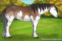 Horse Color:Bay Splash 