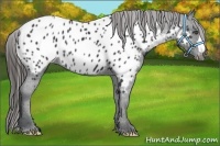 Horse Color:Black Appaloosa 