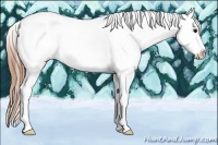 Horse Color:Buckskin Tobiano Appaloosa 