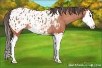 Horse Color:Bay Sabino Splash Appaloosa Rabicano