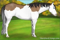 Horse Color:Bay Dun Splash 