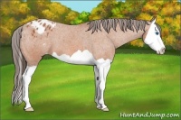 Horse Color:Bay Splash Appaloosa