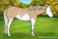 Horse Color:Red Dun Sabino Splash Rabicano