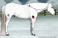 Horse Color:Bay Snowcap 