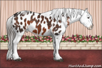 Horse Color:Brown Tobiano Appaloosa Rabicano 