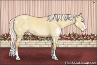 Horse Color:White Spotted Silver Classic Champagne Dun Sabino Splash Rabicano 