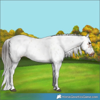 Horse Color:Brown Sabino Splash Frame Rabicano