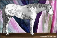 Horse Color:Black Sabino Splash Appaloosa 
