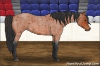 Horse Color:Bay Roan 