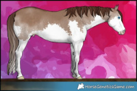 Horse Color:Liver Red Dun Splash