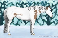 Horse Color:White Spotted Buckskin Splash Tobiano Rabicano 