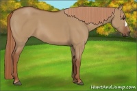 Horse Color:Red Dun Frame 