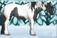 Horse Color:Black Tobiano Rabicano