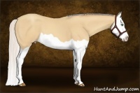 Horse Color:Silver Amber Cream Champagne Splash