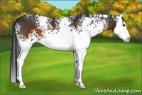 Horse Color:White Spotted Brown Splash