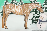 Horse Color:Gray White Spotted Black Brindle