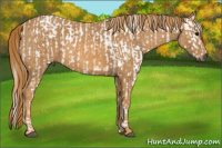 Horse Color:Gray White Spotted Grullo  Brindle