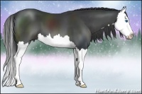 Horse Color:Black Sabino Splash