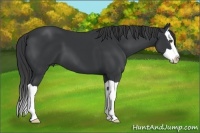 Horse Color:Black Splash