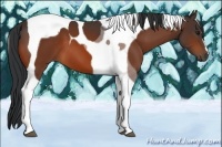 Horse Color:Bay Tobiano 