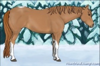 Horse Color:Chestnut Tobiano