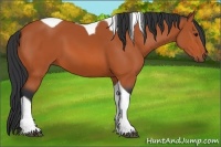 Horse Color:Bay Tobiano 