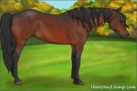 Horse Color:Bay Rabicano 
