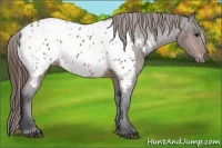 Horse Color:Brown Appaloosa 