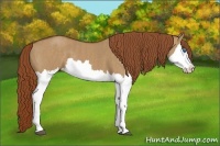 Horse Color:Red Dun Splash Brindle