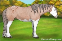 Horse Color:Bay Splash Appaloosa