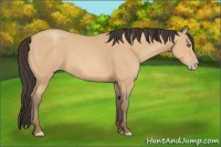 Horse Color:Amber Champagne 