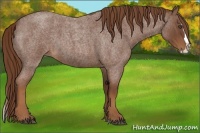 Horse Color:Red Roan Splash 