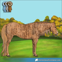 Horse Color:Chocolate Palomino Splash  Brindle