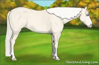 Horse Color:Cremello Splash  Brindle