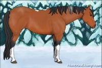 Horse Color:Bay Tobiano 