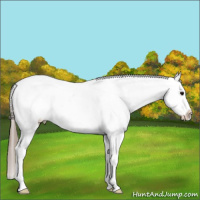 Horse Color:White Spotted Black Splash Appaloosa Rabicano