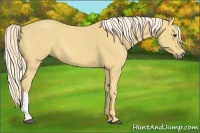 Horse Color:Palomino 