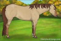 Horse Color:Red Dun 