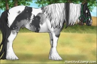 Horse Color:White Spotted Black Tobiano 