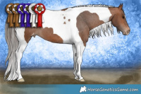 Horse Color:Bay Tobiano Appaloosa