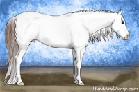 Horse Color:Bay Tobiano Appaloosa 