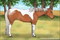Horse Color:Silver Bay Tobiano 