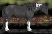 Horse Color:Smoky Black Tobiano