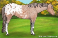 Horse Color:Bay Appaloosa 