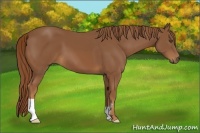 Horse Color:Chestnut Frame