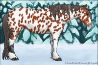 Horse Color:Bay Splash Tobiano Appaloosa