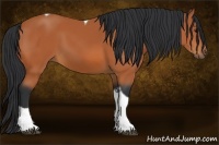 Horse Color:Bay Tobiano 