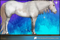 Horse Color:Brown Dun Sabino Frame Appaloosa Rabicano 