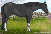 Horse Color:Smoky Black 