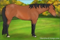 Horse Color:Bay 
